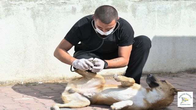 Esenyurt'ta Sokak Hayvanları Unutulmadı!