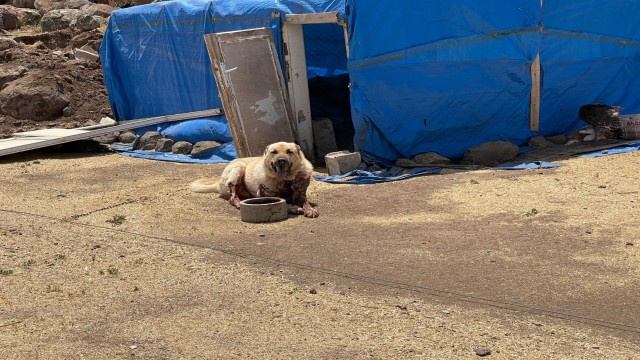 3 kişinin öldüğü kavgada kurşunlanan köpek telef oldu