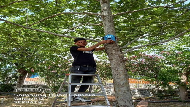 Ağaçlara kuş yuvası astılar