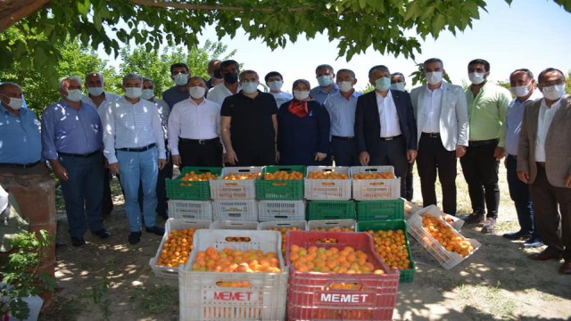 Amik Ovasında kayısı hasadı başladı