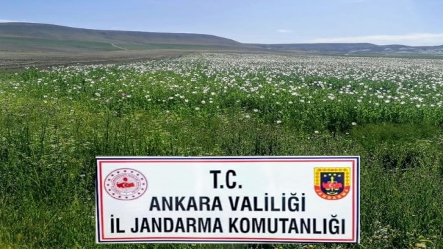 Ankarada ekiminin izinsiz yapıldığı tespit edilen 148 bin 200 kök haşhaş bitkisi imha edildi