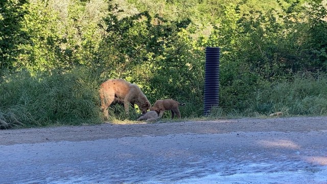 Anne köpek ölen yavrusunu yol kenarına taşıdı