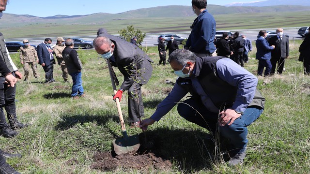 Ardahanda binlerce ağaç toprakla buluştu