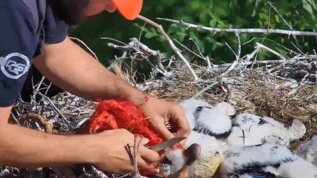 Ayaklarına ip dolanan yavru leylekleri belediye ekipleri kurtardı