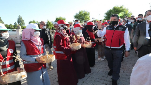 Bakan Pakdemirli, Yayladağında çilek hasadına katıldı