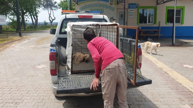 Balıkesirde kanadı kırılan leylek tedavi altına alındı