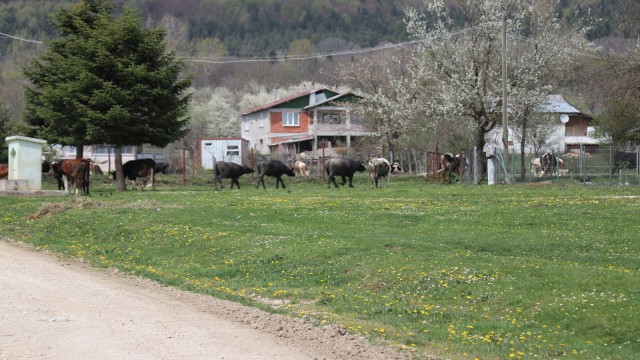 Boluda, tam kapanma yaylalara göçü azalttı