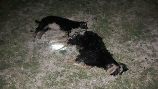 Bulanıkta sokak köpekleri 4 oğlağı telef etti