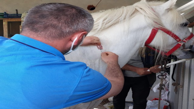 Bursada rahvan yarış atlarına çip takıldı