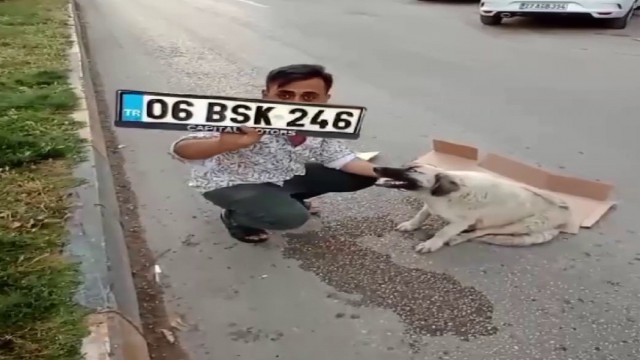 Hatayda hamile köpeğe çarpan sürücü kaçtı