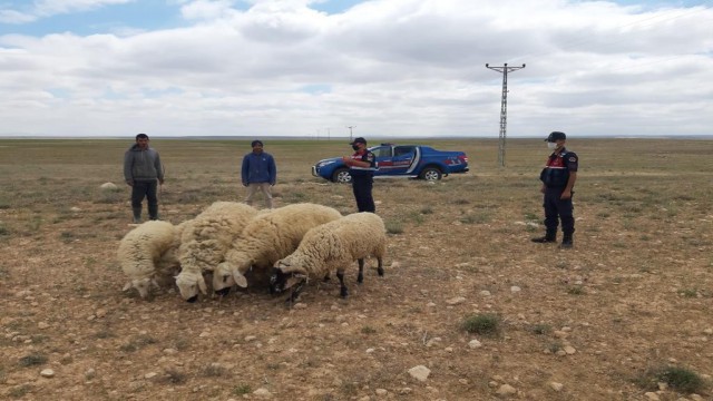 Jandarma kayıp koyunları drone ile buldu