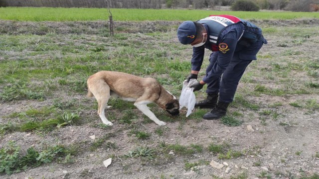 Jandarma sokak köpeklerine sahip çıkıyor