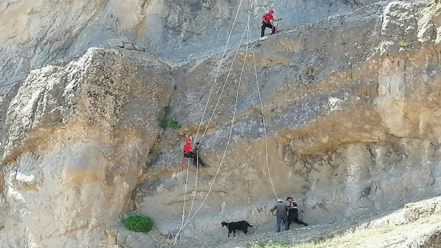 Kahramanmaraşta kayalıkta mahsur kalan hayvanları JAK timleri kurtardı