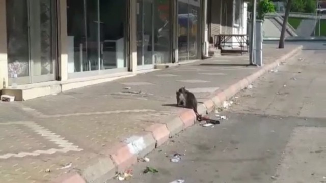 Kahramanmaraşta kedi kurtarma operasyonu