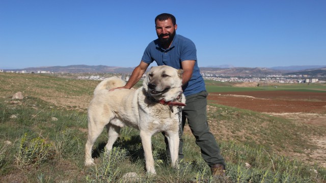 Kangal köpeği yetiştiricisi:‘Ben üreticiyim diyen herkesin suç kayıtlarına bakılsın”