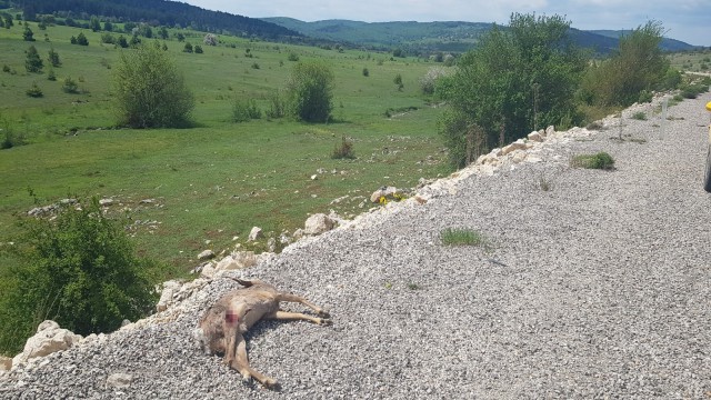 Karabükte aracın çarptığı karaca telef oldu