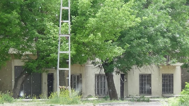 Karsta polenli ağaçlar vatandaşları canından bezdirdi