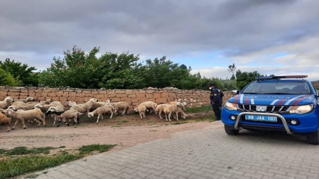 Kaybolan koyunları jandarma ekipleri buldu