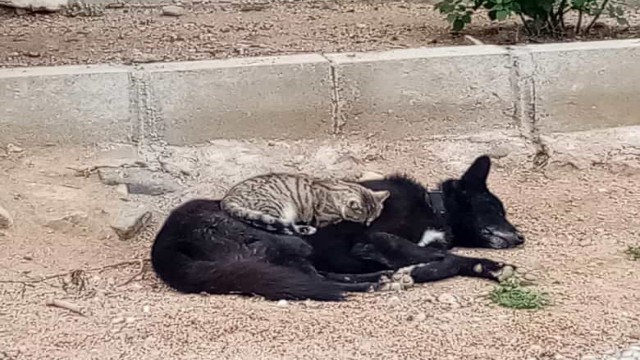 Kedi ile köpeğin gıpta edilen dostluğu