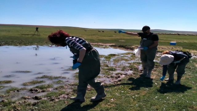 Kıyı kuşlarının salgın oluşturma risklerinin tespiti için araştırma başlatıldı