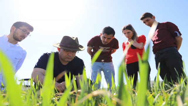 Kuraklığa karşı geliştirilen buğday genotipleri tescil yolunda