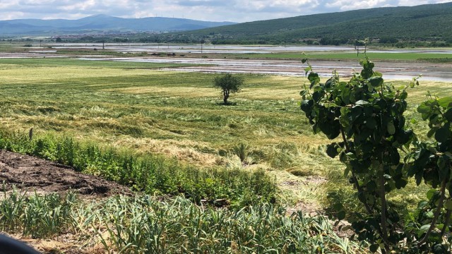 Manyasta ekili tarım arazilerinde hasar tespit çalışması yapıldı