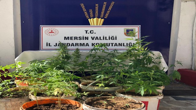 Mersinde 259 kök kenevir bitkisi ele geçirildi