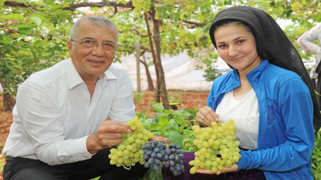 Mezitlide örtü altı üzüm hasadı başladı