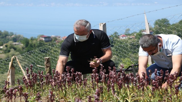 Orduda salep hasadı başladı