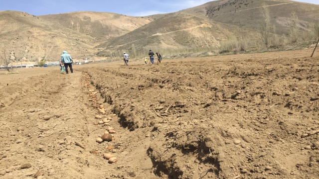 Organik tarım çalışmalarına devam edilen Bayburt Üniversitesinde patates ekimine başlandı