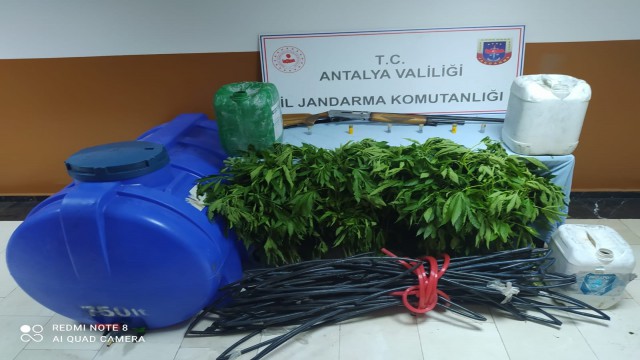 Ormanlık alana uyuşturucu tarlası baskını: 1 tutuklama