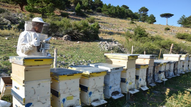 (Özel) Antalyada 6 bin kovan yaylalara çıktı