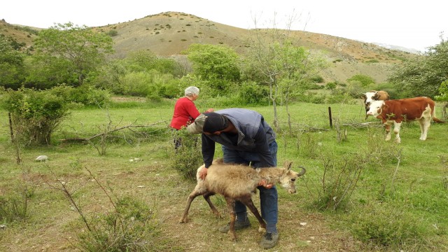 (Özel) Yaralı şamuaya köy sakinlerinden yardım eli