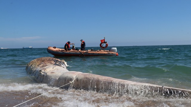 Sahile çıkarılan dev balina görenleri şaşkına çevirdi