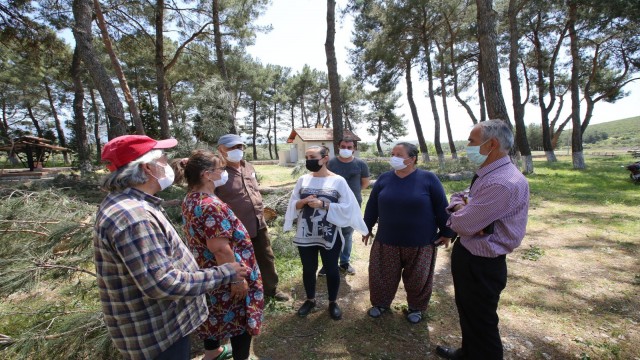 Selçukta ağaçların kesilmesini belediye başkanı durdurdu