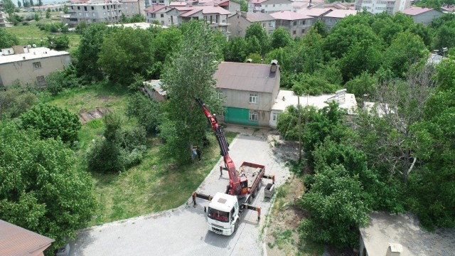 Tatvanda polen ve pamukçuk üreten kavak ağaçları kesiliyor