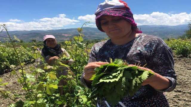 Tokatta asma bağ yaprağı hasadı başladı