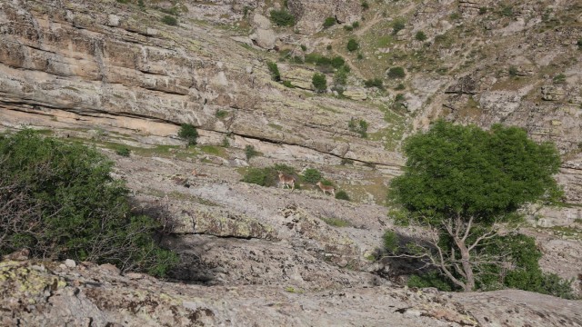 Tuncelide yaban keçileri merkeze yakın noktaya kadar indi