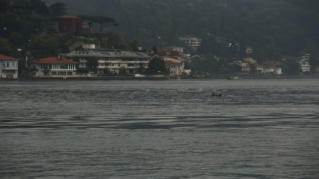 Yağmurla birlikte yunus sürüsü İstanbul Boğazına akın etti