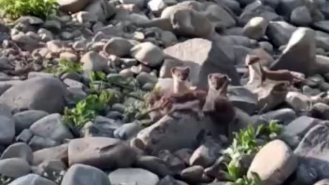 Yüksekovada sürü halinde gelincikler görüntülendi